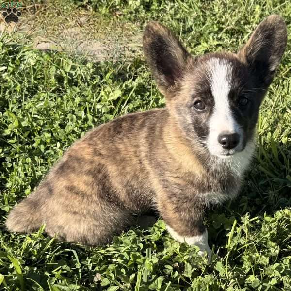 Willow, Pembroke Welsh Corgi Puppy
